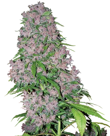 Purple Bud 